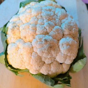 conopida_pane